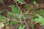 Smallflower pawpaw